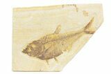 Detailed Fossil Fish (Diplomystus) - Wyoming #373744-1